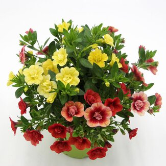 Calibrachoa dreifarbig