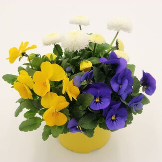 Frühlingsmix 7 Frühlingsmix 7
