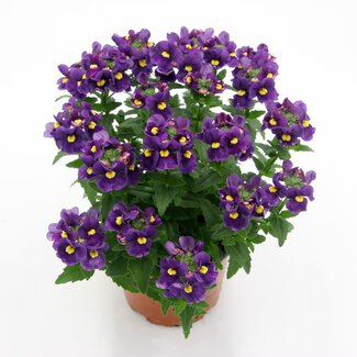 Nemesia-Hybriden