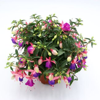 Fuchsia