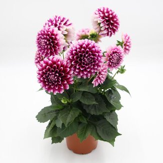 Dahlia x Hybrida