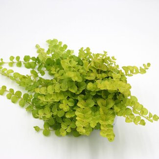 Lysimachia 'Goldilocks'