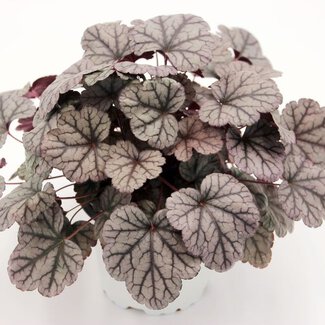 Heuchera