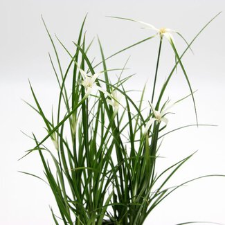 Rhynchospora 'Sterntänzer'