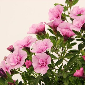 Calibrachoa, mit gefüllten Blüten