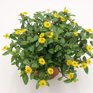 Sanvitalia