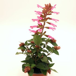 Salvia cultivars Salvia cultivars