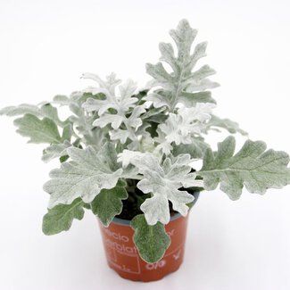 Senecio