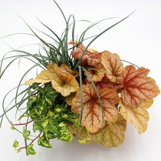 Herbstpflanzen - Mix 6