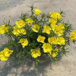 Calylophus Superlophus