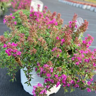 Thymus serpyllum