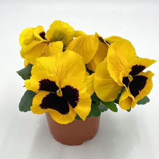Viola wittrockiana einfarbig im 12er Topf