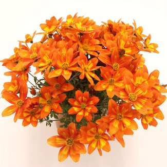 Bidens Campfire