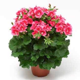 Pelargonium interspecific Pelargonium interspecific