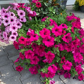Petunia, großblumig Petunia, großblumig