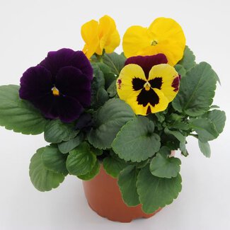 Viola wittrockiana Mix 1 im T12