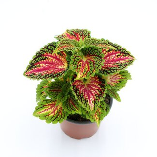 Plectranthus