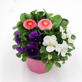 Frühlingsmix 8 Frühlingsmix 8