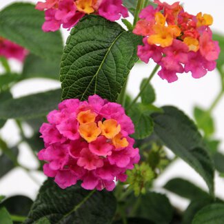 Lantana