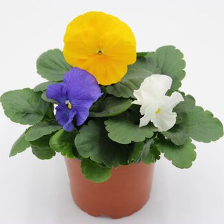 Viola wittrockiana Mix 2 im T12