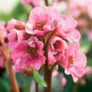 Bergenia Herbstblüte