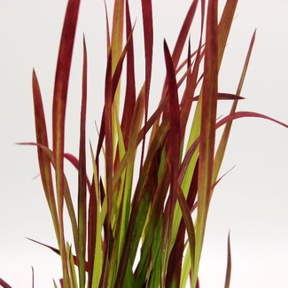 Imperata 'Red Baron'