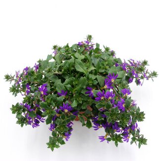 Scaevola