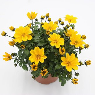 Bidens