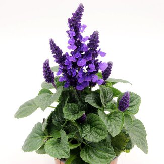 Salvia farinacea