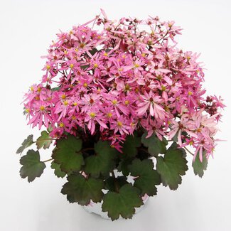 Saxifraga cortusifolia