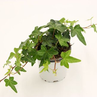 Hedera