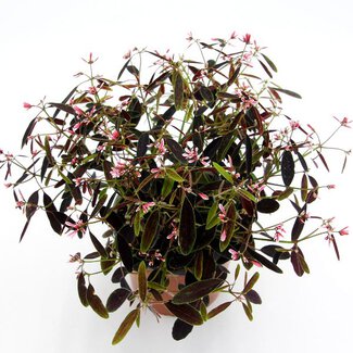 Euphorbia