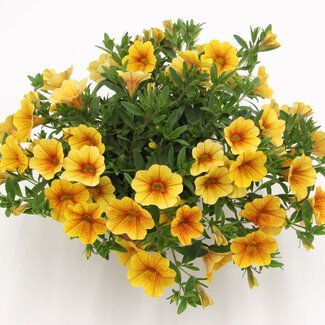 Calibrachoa