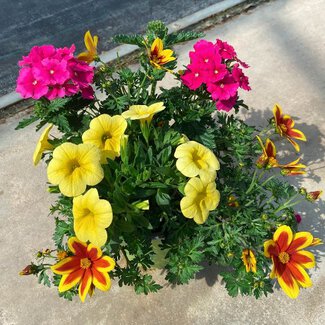 Beetpflanzen - Mix 4