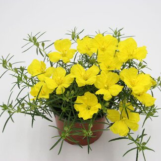 Calylophus Superlophus