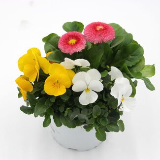 Frühlingsmix 5