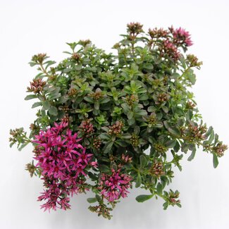 Sedum 'Deep Rose'