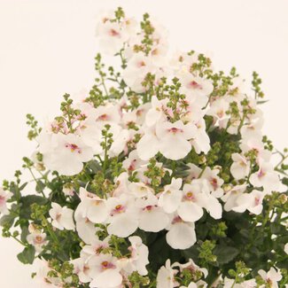 Diascia-Hybriden