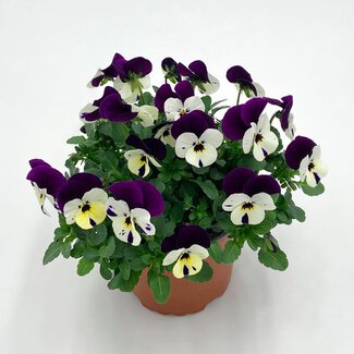 Viola cornuta einfarbig im 12er Topf Viola cornuta einfarbig im 12er Topf