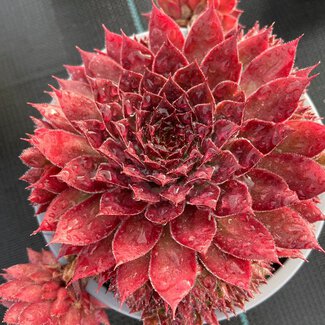 Sempervivum