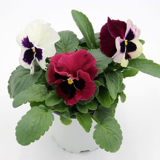 Viola wittrockiana Mix 3 im T12