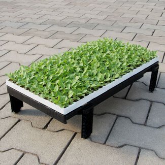 Viola wittrockiana - Jungpflanzen