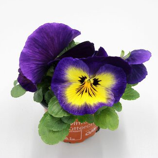 Viola wittrockiana - Fertigware