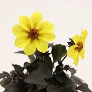 Dahlia x Hybrida