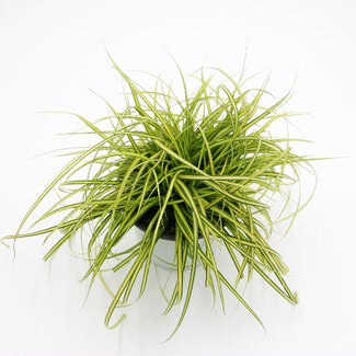 Carex