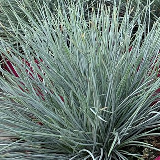 Festuca