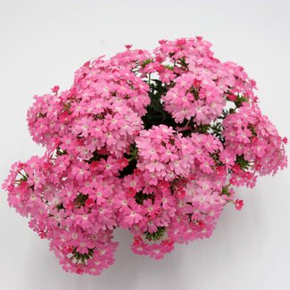 Verbena Verbena